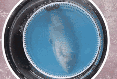 1544154202538794.gif 3eadd3a26d0b9a489e4ae6981517c9f6.gif